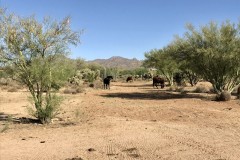 La Cholla Airpark