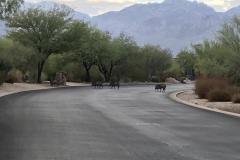 Stone Canyon
