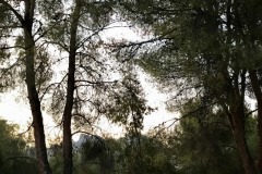 Oro Valley Country Club