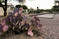 Oro Valley Country Club