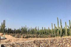 IMG_6367