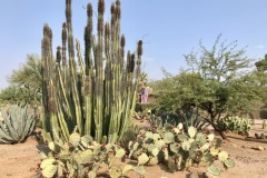 Rancho Verde
