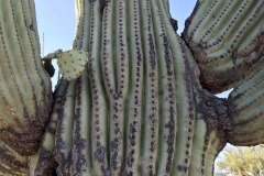 Rancho Catalina